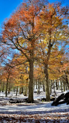 imagen de un bosque en otoño un día de sol con el suelo lleno de nieve