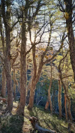 contraluz en troncos de un bosque 