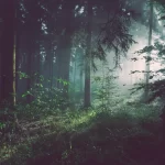 bosque con una luz de fondo