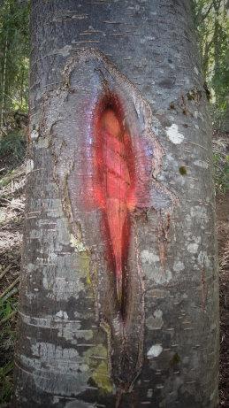 señal de color rojo en un árbol