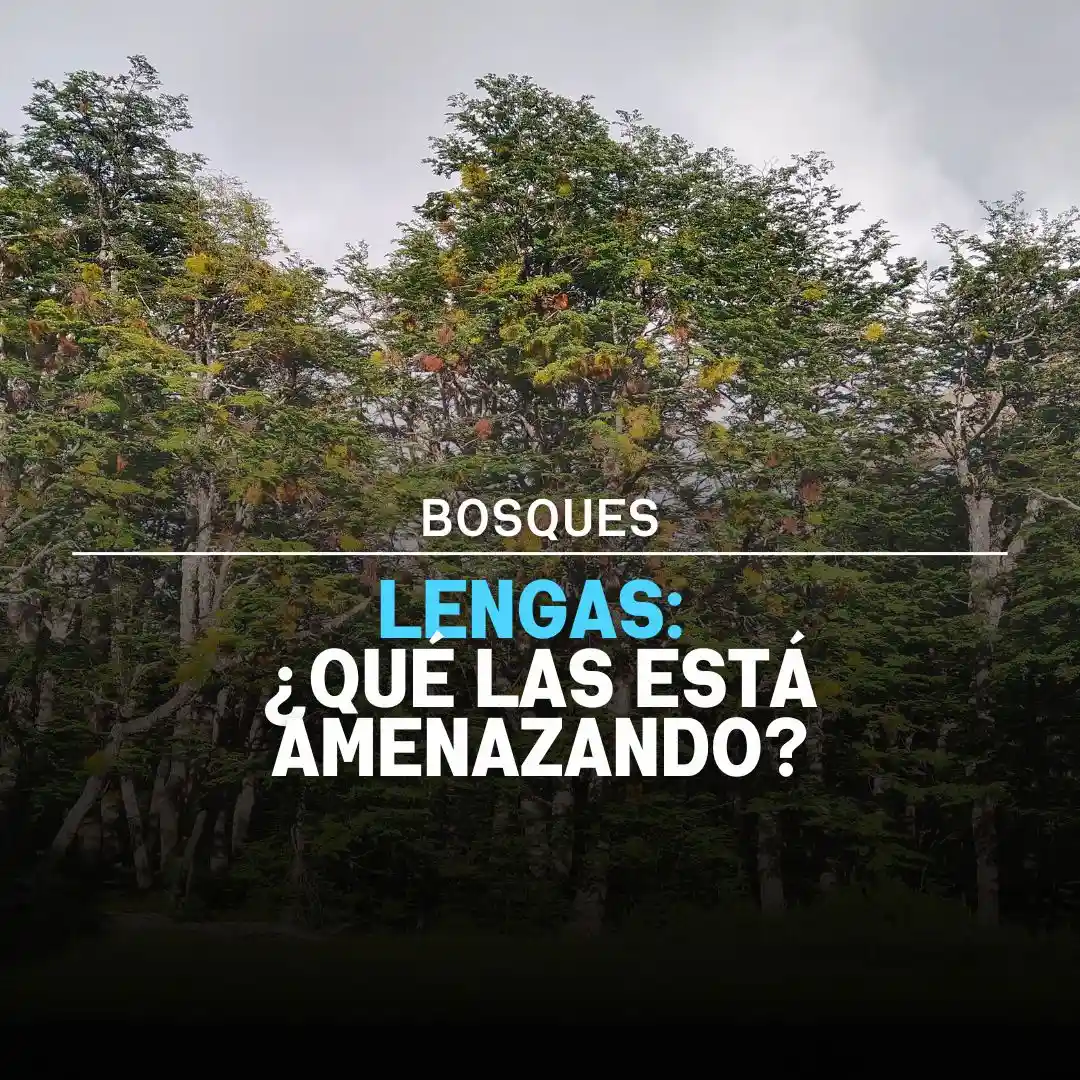 bosques lengas amenaza