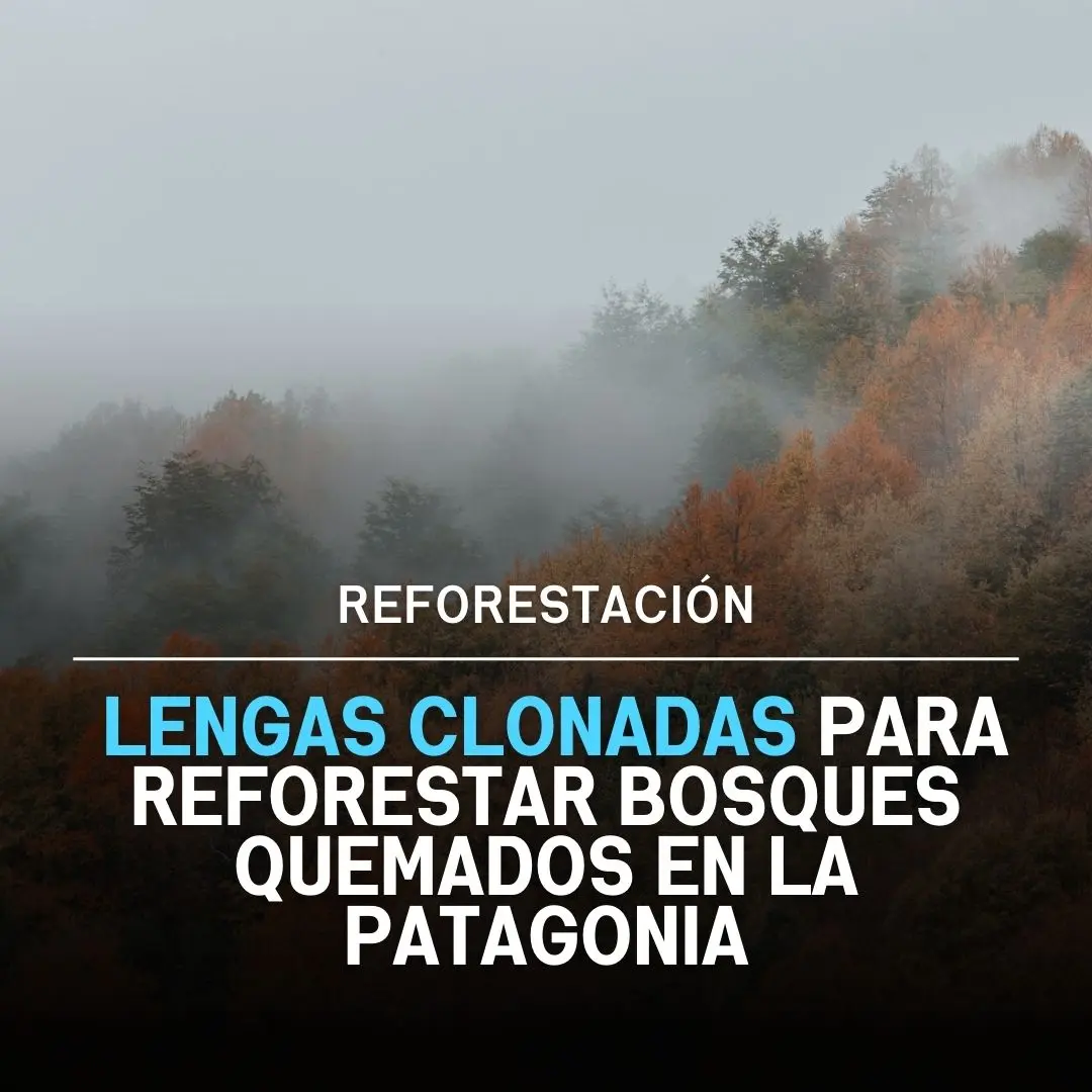 lengas clonadas reforestar patagonia