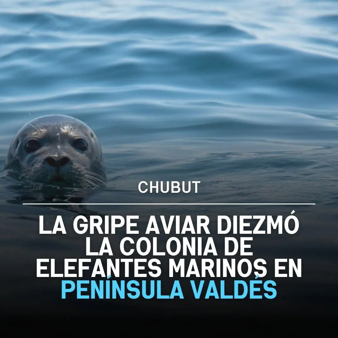 peninsula.valdes lobos marinos gripe aviar
