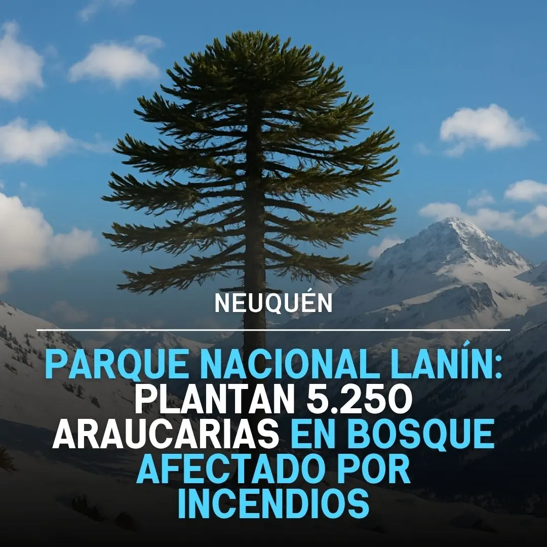 pn lanin restauracion araucarias