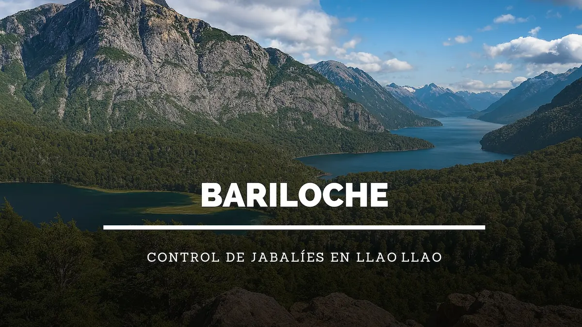 Captura de jabalíes en Llao Llao, Bariloche