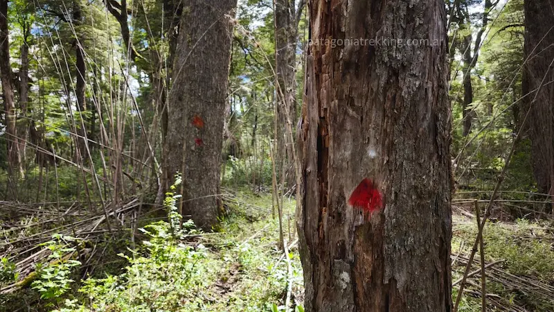 Cerro Tres Hermanas 13 cerro tres hermanas senales bosque