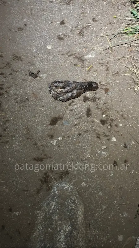 Cerro Cuernos del Diablo: no hay ateos en las trincheras 13 atajacaminos