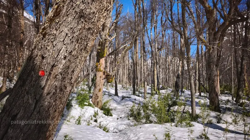 Refugio Jakob en invierno 11 refugio jakob invierno sendero bosque